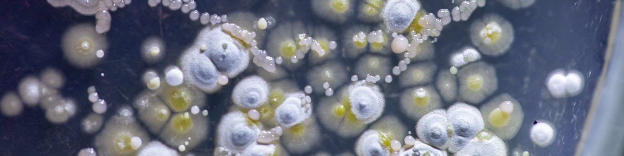 Schimmelpilzkulturen